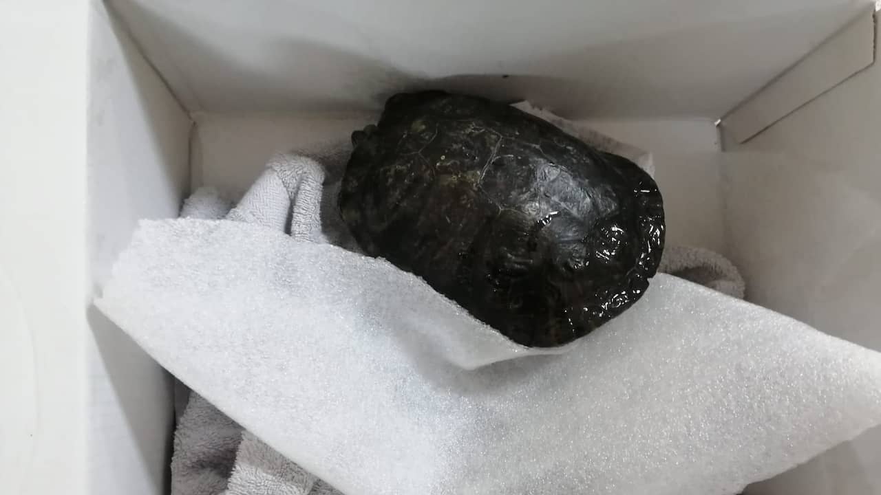 “Deadly Sick” Turtle Mailed to Turtle Sanctuary |  animals