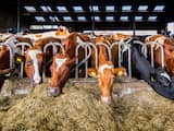 Duurzame plannen Noord-Brabant bedreigen voortbestaan veehouders