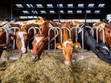Deel melkveehouders hoeft geen koeien weg te doen