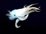 Robotonderzeeër filmt zeldzame Dombo-octopus