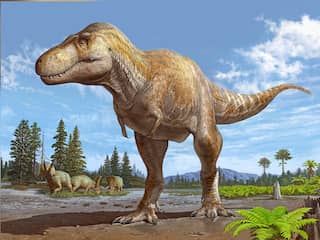 Nieuwe Tyrannosaurus-soort ontdekt die nog groter was dan de bekende rex