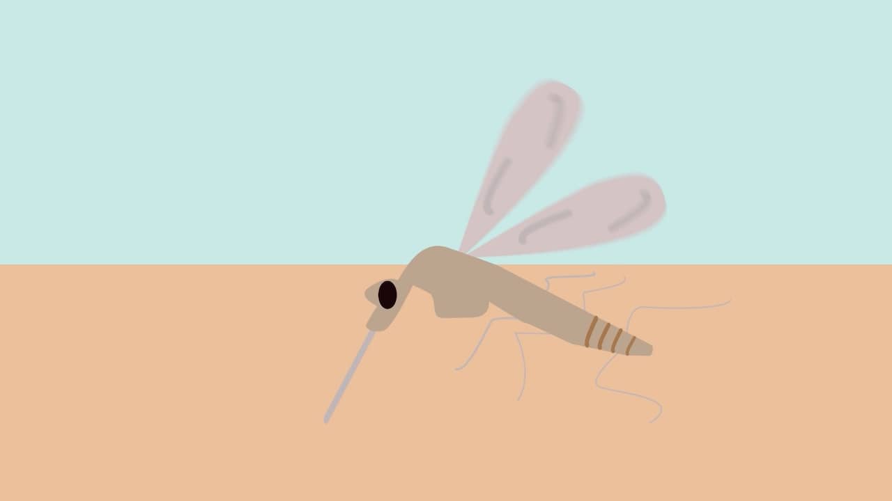 Beeld uit video: Wat gebeurt er als een mug je prikt?