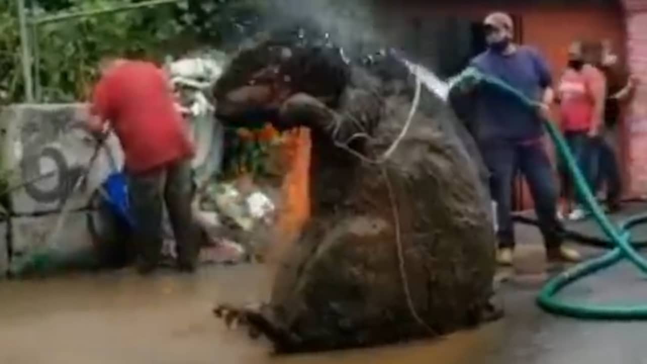 Beeld uit video: Enorme 'rat' veroorzaakt overstroming in Mexico-Stad