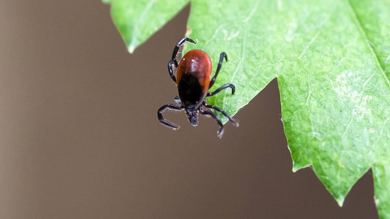 The Role of Climate Change in the Rise of Lyme Disease from Tick Bites