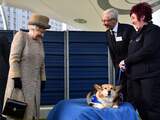 Puppy van koningin Elizabeth na vijf maanden overleden