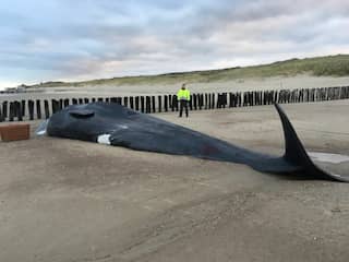 Walvis van ruim dertien meter aangespoeld op strand Zeeland