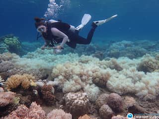 Percentage koraalbedekking Great Barrier Reef nadert dieptepunt van 1985