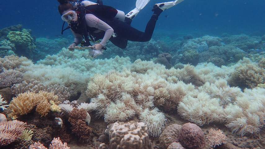 Percentage koraalbedekking Great Barrier Reef nadert dieptepunt van 1985