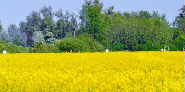Donderdag 23 april: Een zonnig gezicht, het gele koolzaad en een strakblauwe lucht.
