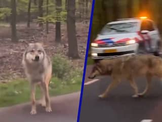 Wolf lijkt om eten te bedelen rond auto's in Ermelo
