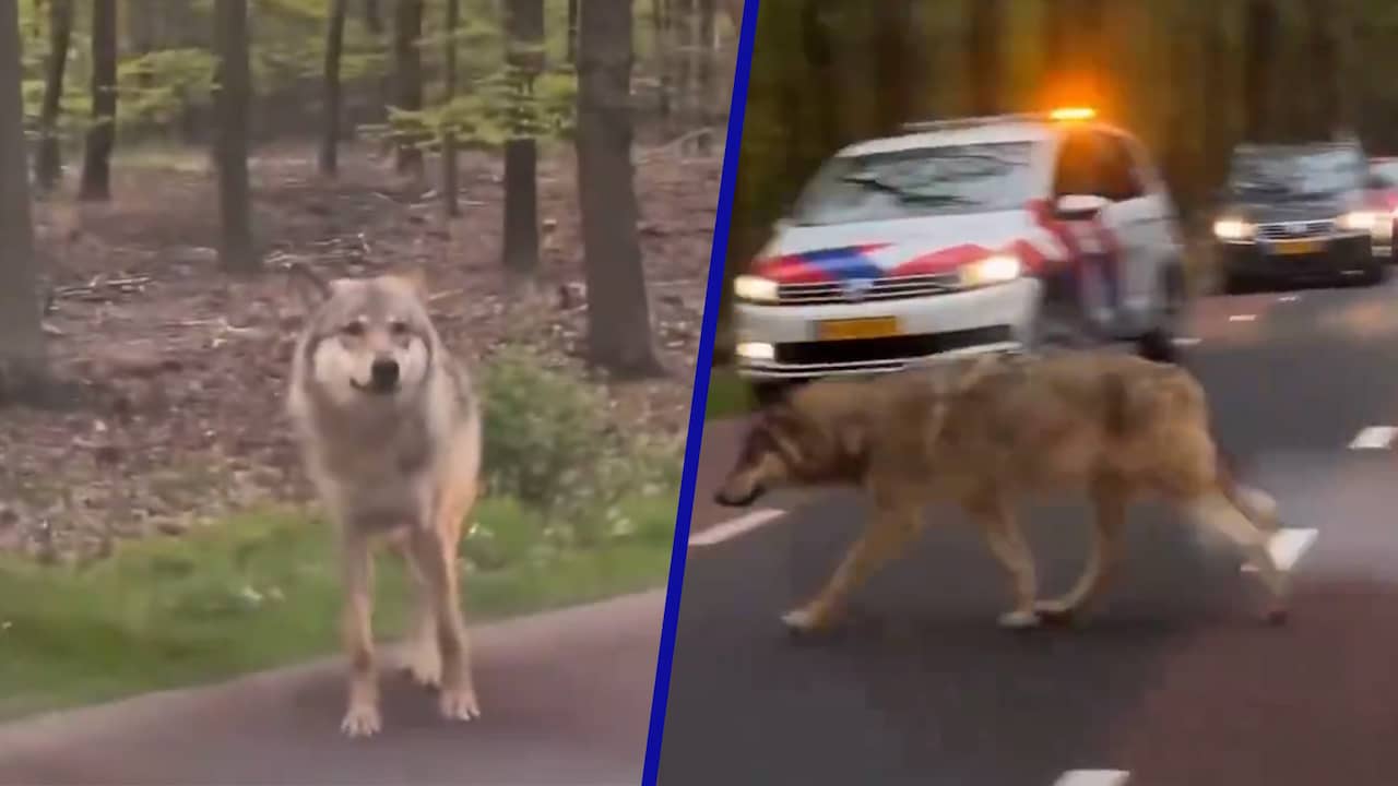 Beeld uit video: Wolf lijkt om eten te bedelen rond auto's in Ermelo