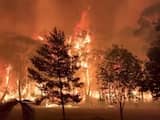 Wat is de oorzaak van de verwoestende bosbranden in Australië?