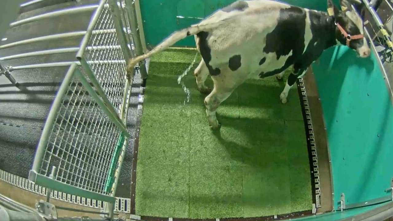 Beeld uit video: Wetenschappers maken koeien zindelijk in strijd tegen stikstofprobleem
