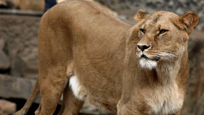 Ontsnapte leeuwin in dierentuin Mechelen doodgeschoten 