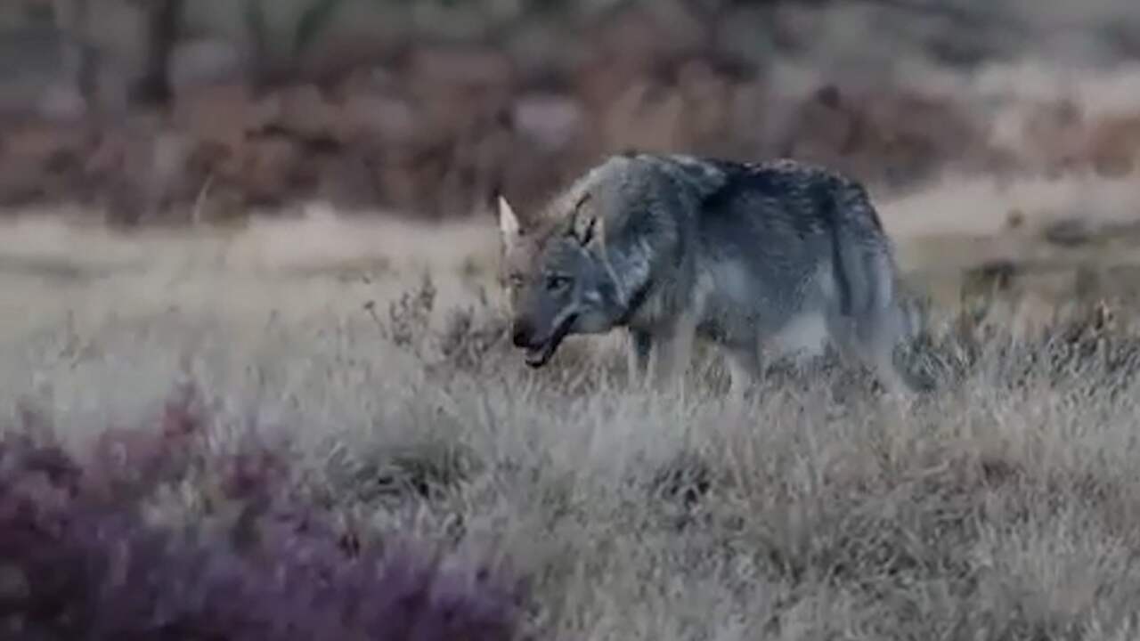 Beeld uit video: Fotograaf filmt wolf op De Hoge Veluwe