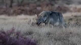 Fotograaf filmt wolf op De Hoge Veluwe