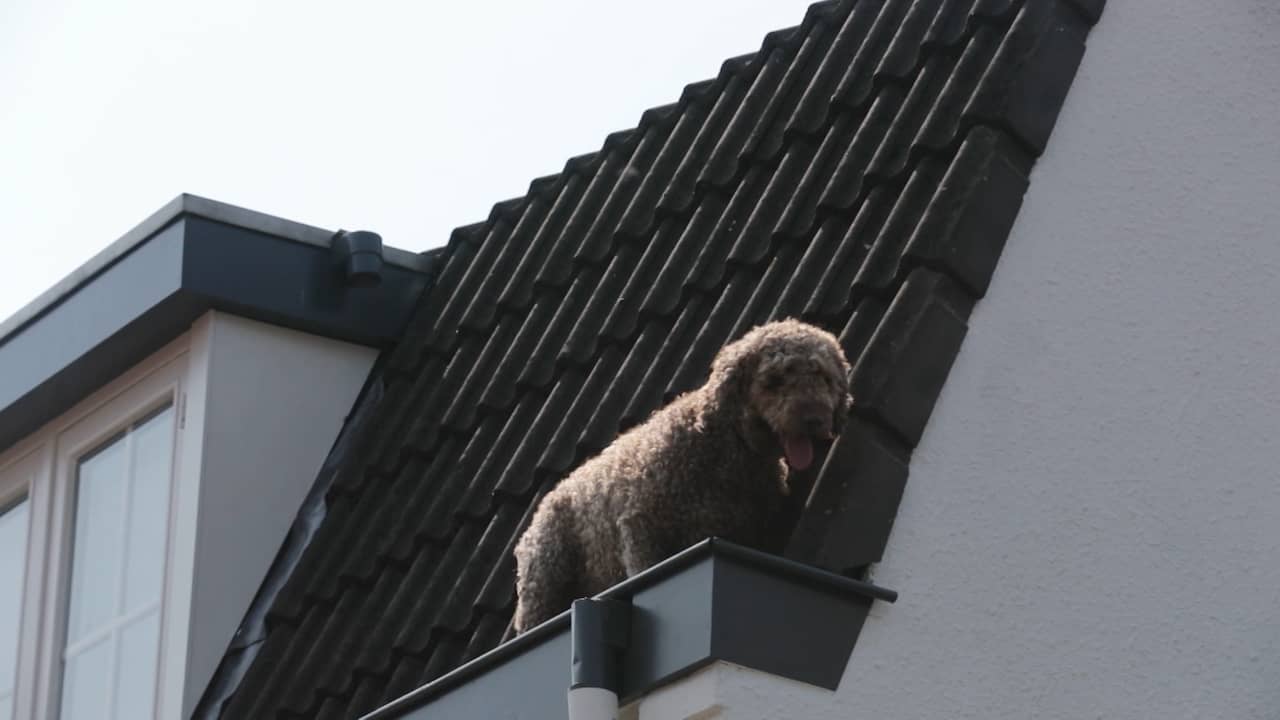 Beeld uit video: Brandweer redt hond uit dakgoot van woning in Eindhoven