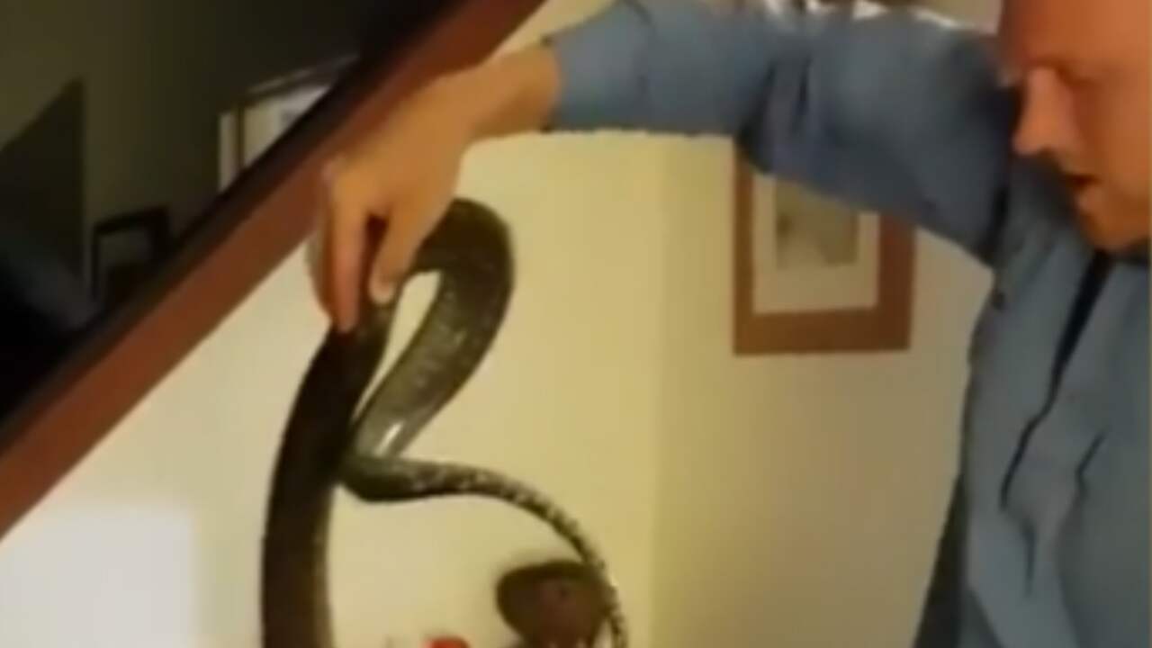Beeld uit video: Man haalt python uit kledingkast in Queensland