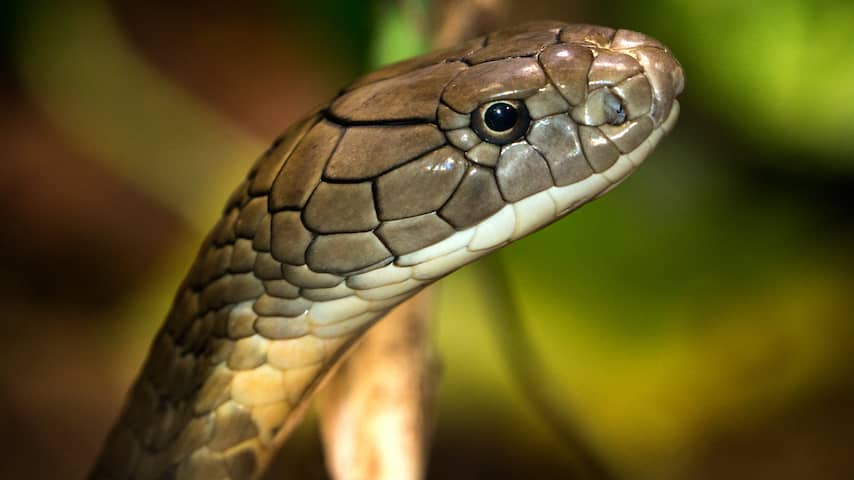 Giftige cobra die vorige week ontsnapte in Lelystad nog niet gevonden