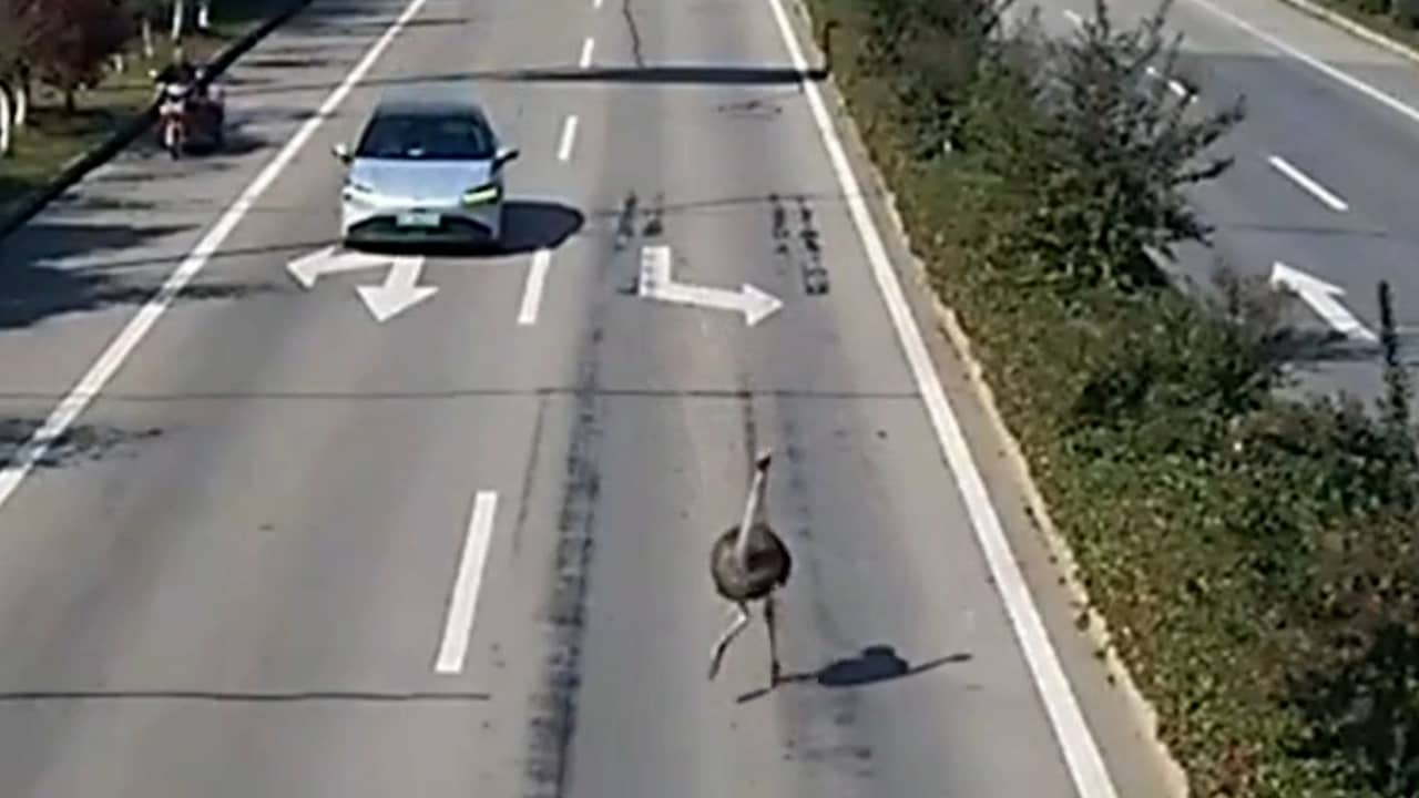 Ontsnapte Struisvogel Sprint Over Chinese Snelweg Nu Nl