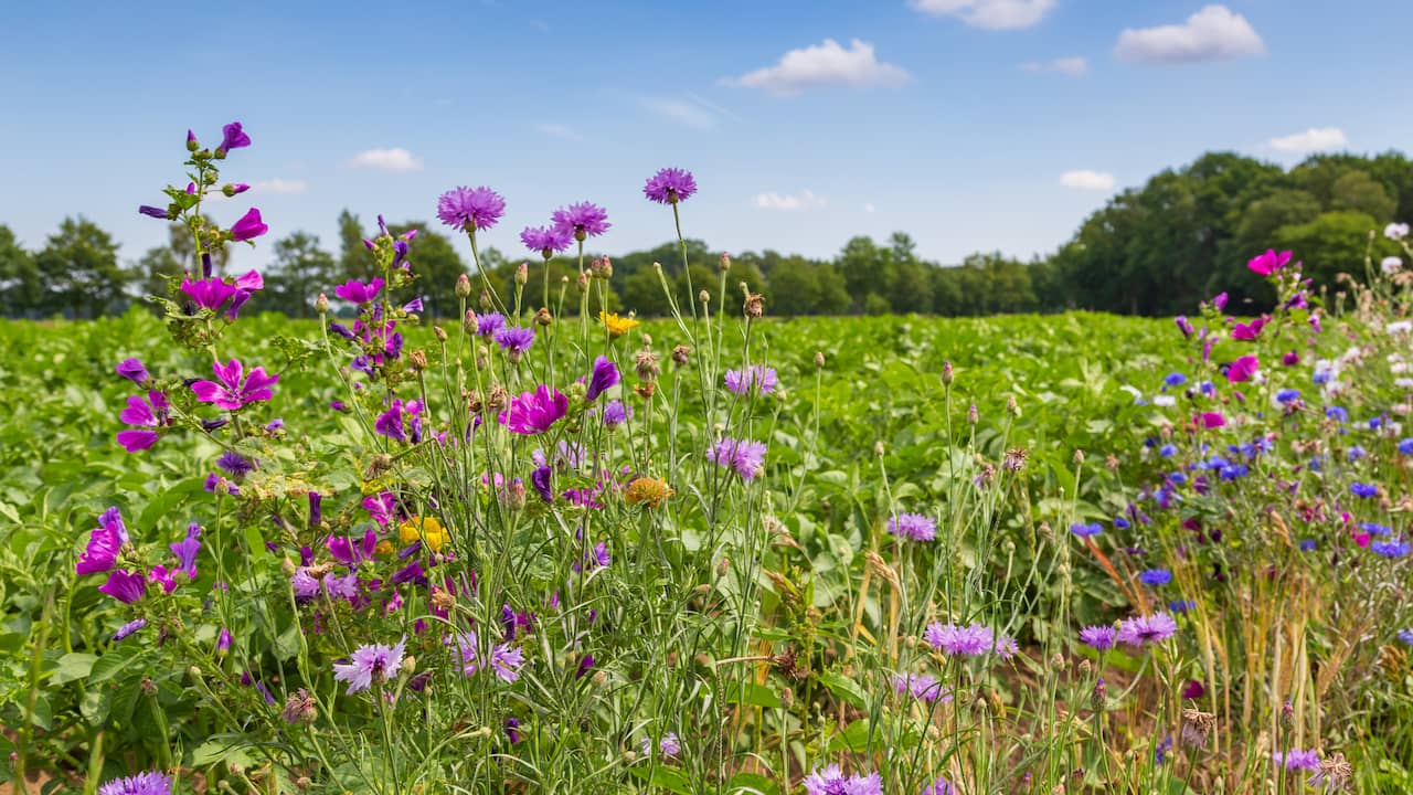 Gelderland ends its 30-year program of holistic nature farming after a year |  Economy