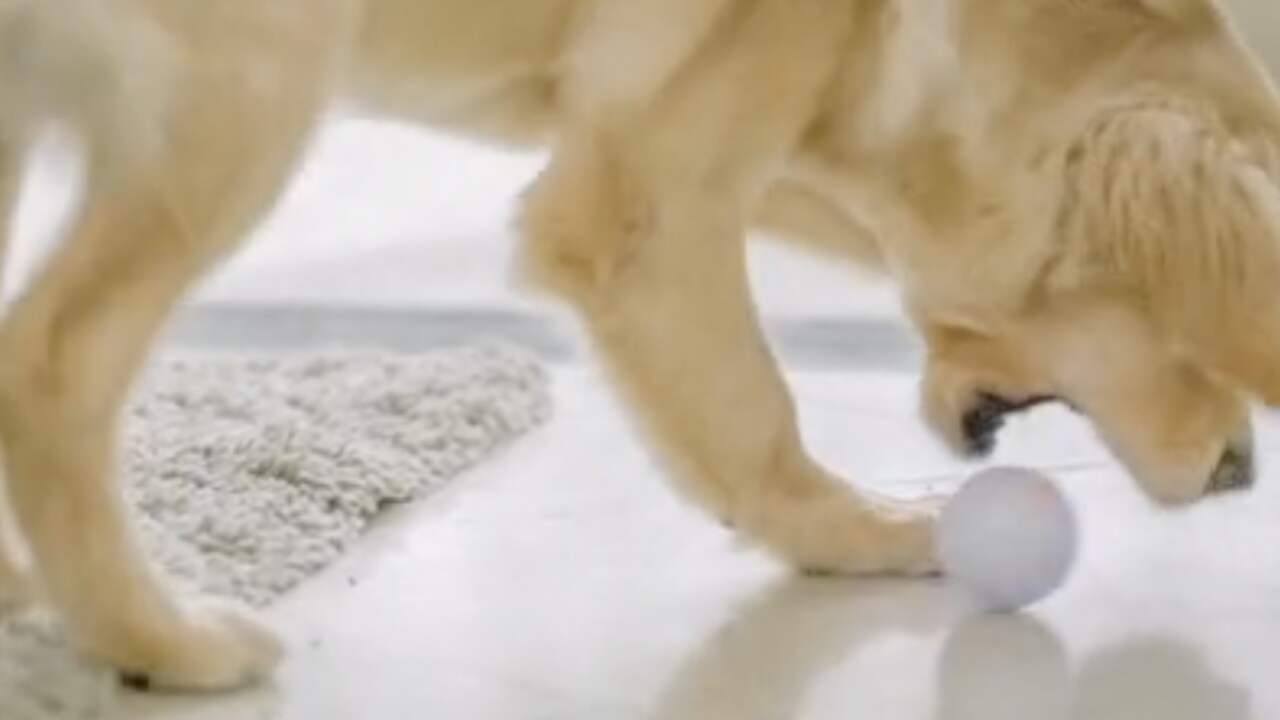 Beeld uit video: Interactieve bal houdt hond bezig als eigenaar weg is