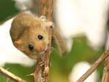 Recordaantal nesten zeldzame hazelmuis in Zuid-Nederland