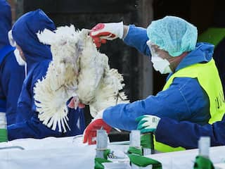 Getroffen boer over vogelgriep: 'Je voelt de tranen komen'