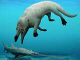 Egyptische wetenschappers ontdekken eerste vierpotige walvis in Afrika