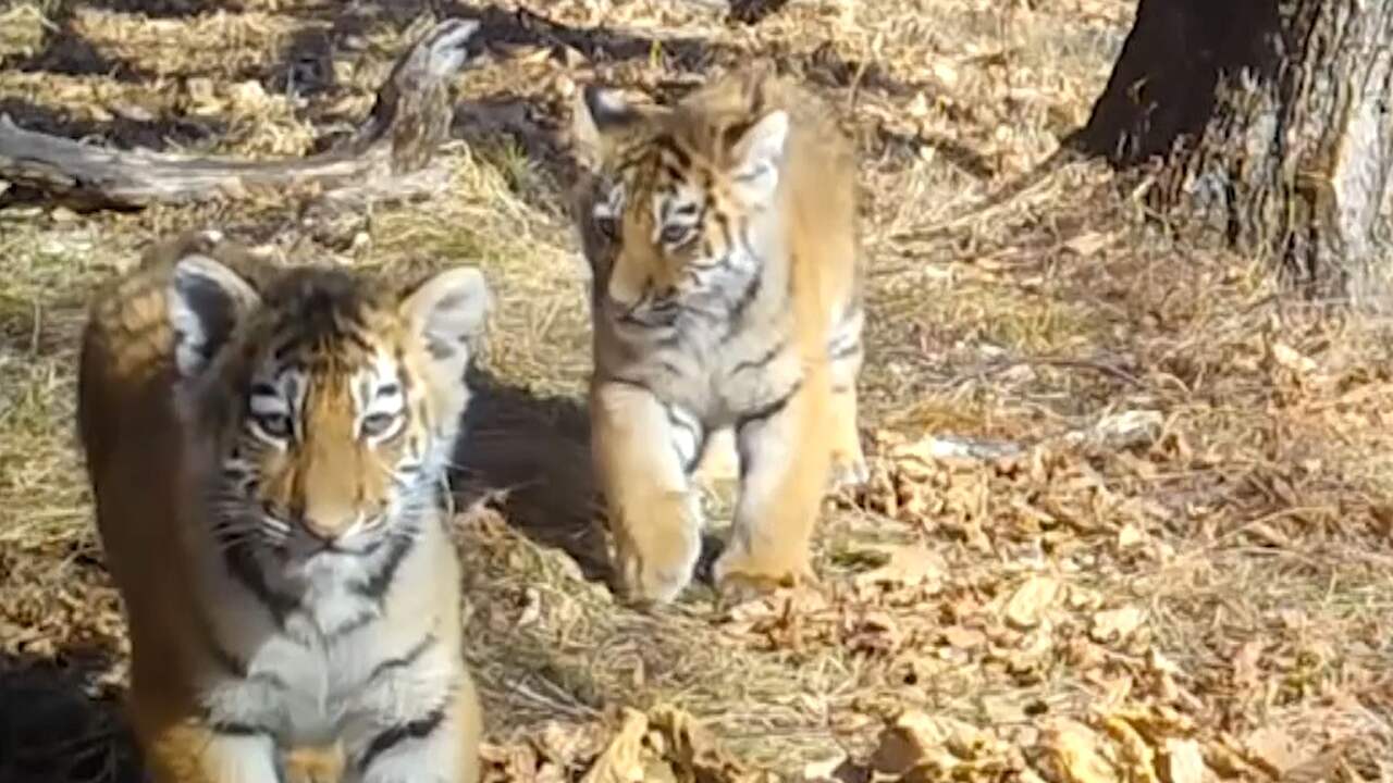 Verborgen camera legt zeldzame Siberische tijgerwelpjes vast
