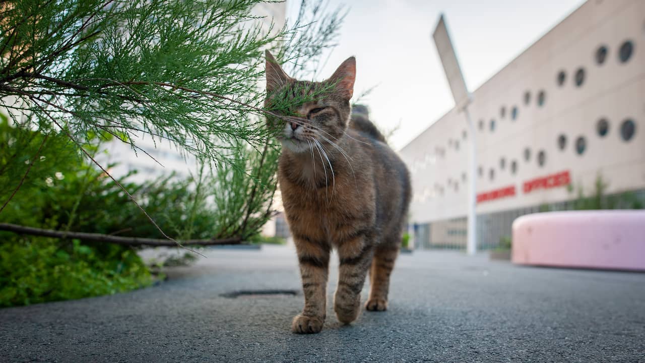Augment vloeistof Reiziger Hoe houd je katten op een vriendelijke manier uit je tuin? | Stelling |  NU.nl
