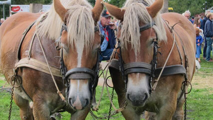 Paarden bij het Flaeijelfeest in Nieuwehorne
