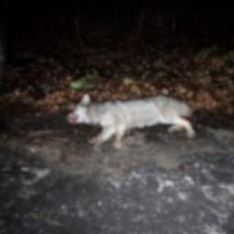 Video | Dode wolf gevonden in bos tussen Ede en Wekerom