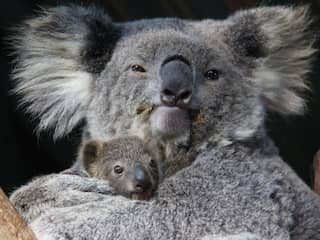 Australië trekt 31 miljoen euro uit om leefomgeving van koala's te verbeteren
