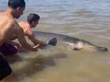 Strandgangers helpen dolfijn die bijna strandde bij Zandvoort