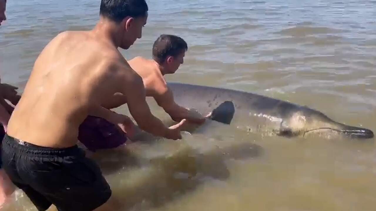 Beeld uit video: Strandgangers helpen dolfijn die bijna strandde bij Zandvoort