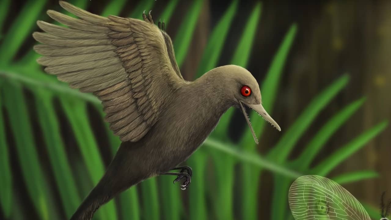 Beeld uit video: Nieuwe vogelachtige dinosaurus ontdekt