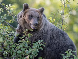 Hardloper in Italië om het leven gekomen bij aanval door beer