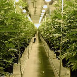 Amerikaans Huis van Afgevaardigden wil cannabis uit strafrecht halen