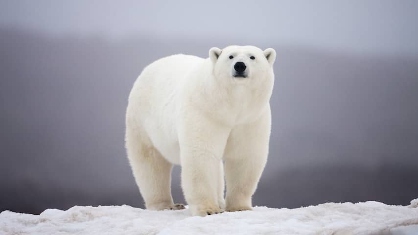 Wetenschappers kunnen ijsberen nu onderzoeken via alleen hun pootafdrukken