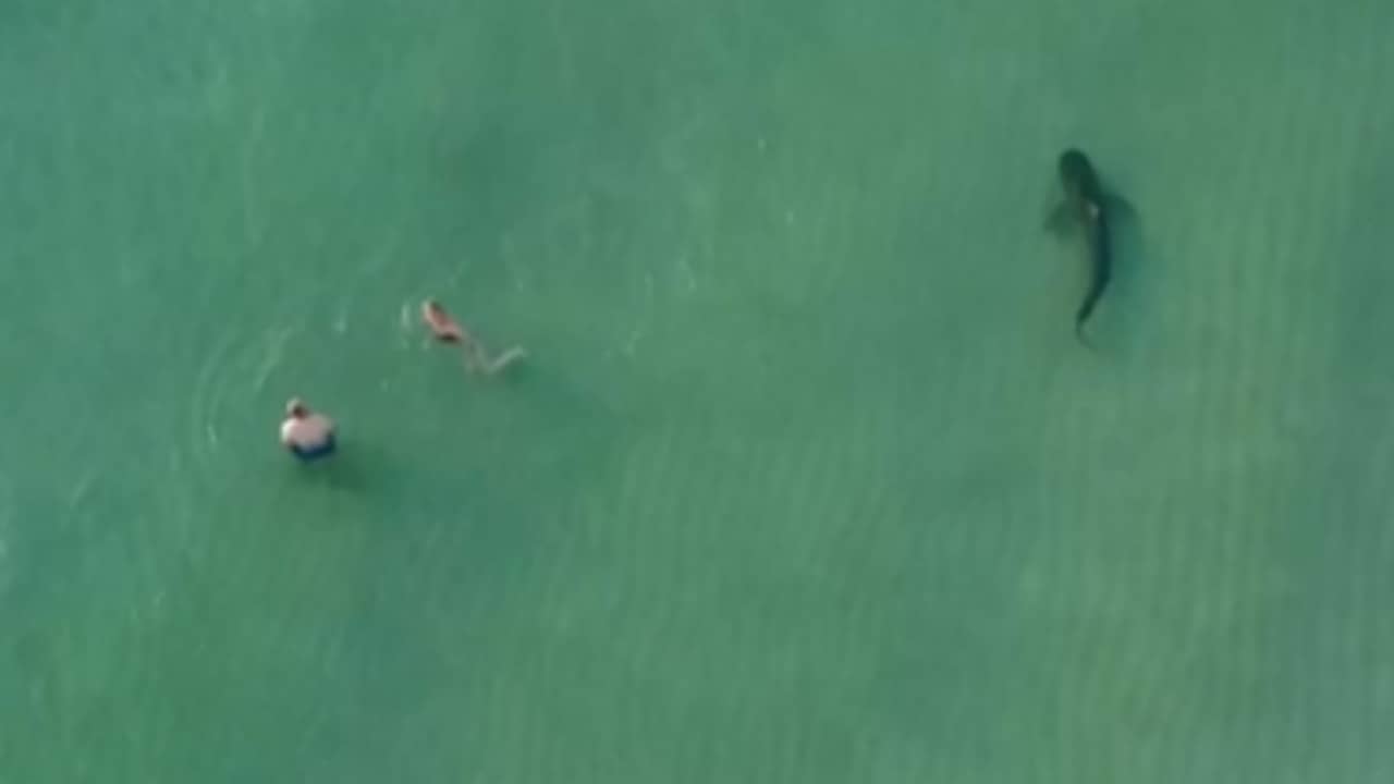 Drone filmt hoe tijgerhaai vlak langs badgasten zwemt in Miami