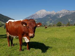 Oostenrijkse boer moet half miljoen betalen na dood toerist door koeien