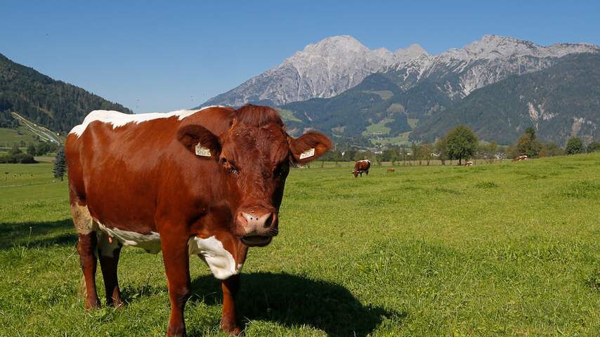 Oostenrijkse boer moet half miljoen betalen na dood toerist door koeien