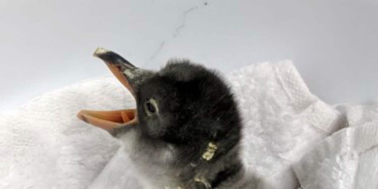 Homoseksueel pinguïnkoppel broedt ei succesvol uit in aquarium Australië