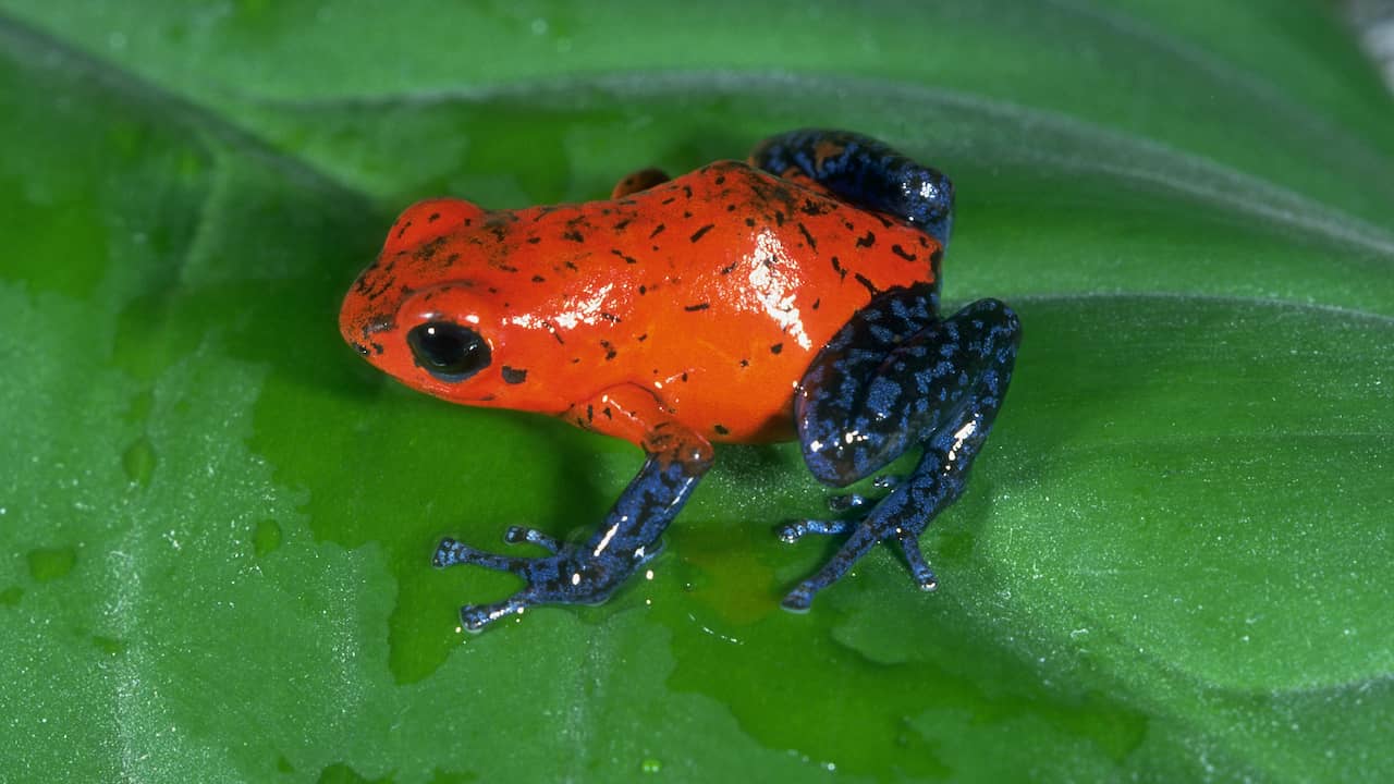 Colombian Police Arrest Woman with 130 Poisonous Frogs at Bogota Airport