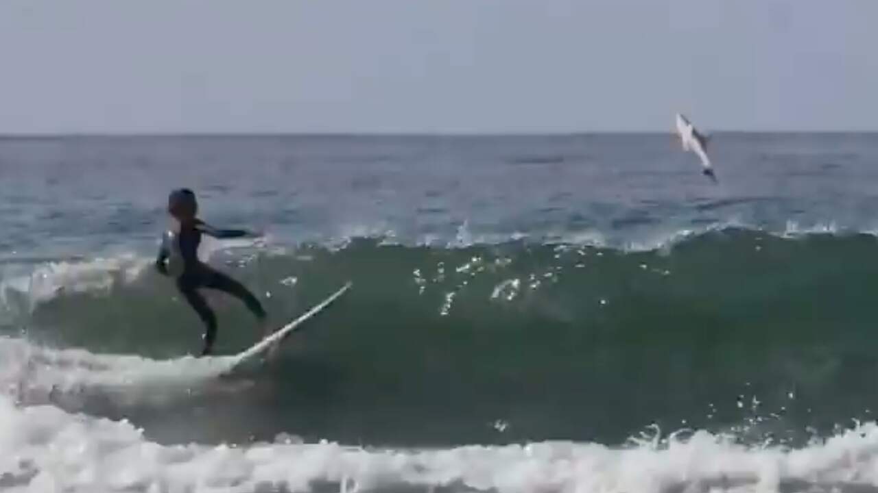 Beeld uit video: Witte haai springt vlak naast jonge surfer uit het water