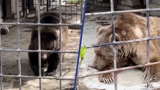 Twee beren overleven als enige brand in dierentuin op de Krim