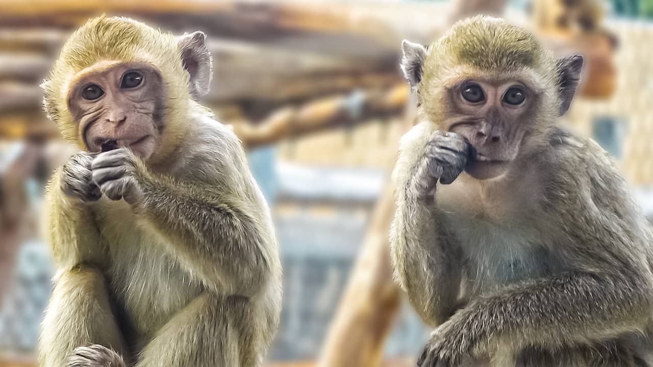 Beeld uit video: Waarom java-apen proefdieren zijn voor coronavaccins