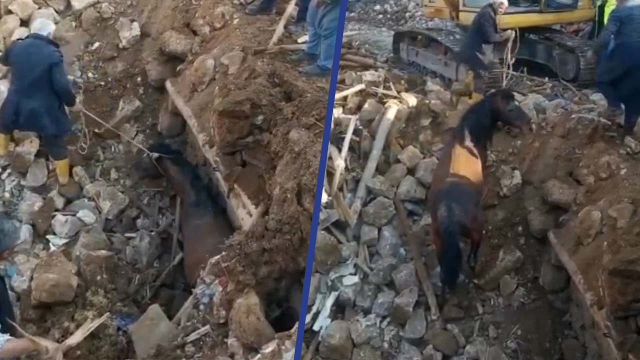 Beeld uit video: Paard 21 dagen na beving levend onder puin vandaan gehaald in Turkije