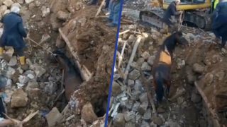 Paard 21 dagen na beving levend onder puin vandaan gehaald in Turkije